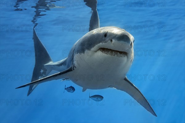 White shark (Carcharodon carcharias)