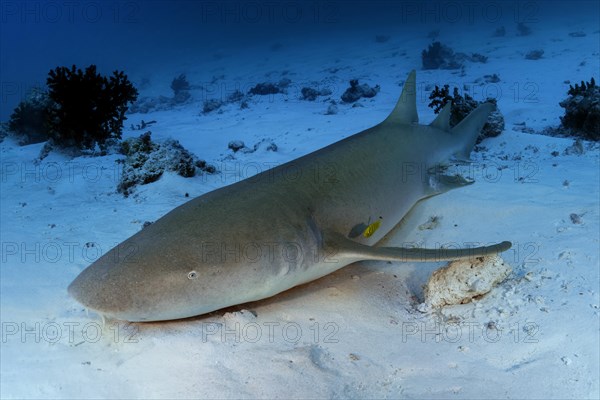 Tawny nurse shark (Nebrius ferrugineus) lies on a sandy bottom