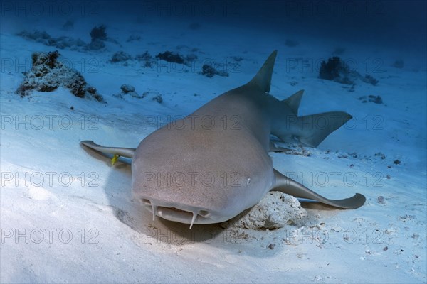 Tawny nurse shark (Nebrius ferrugineus) lies on a sandy bottom