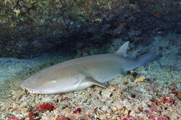 Tawny nurse shark (Nebrius ferrugineus) lies in Shelter