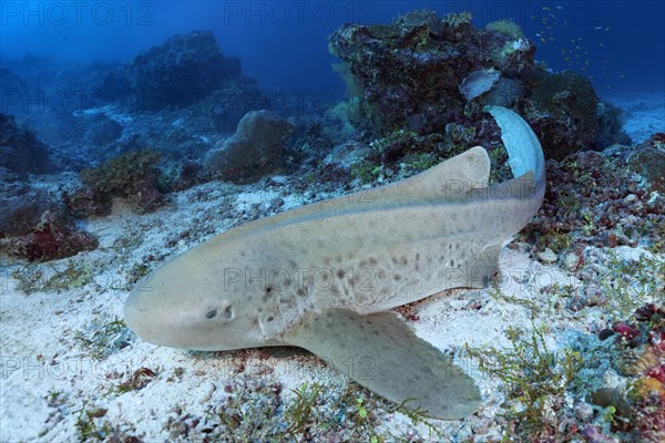 Zebra shark (Stegostoma fasciatum)