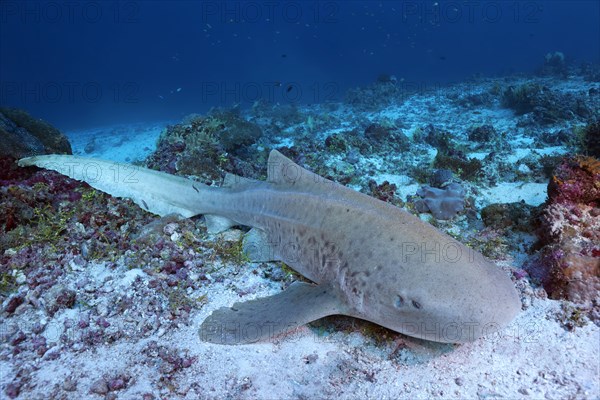 Zebra shark (Stegostoma fasciatum)