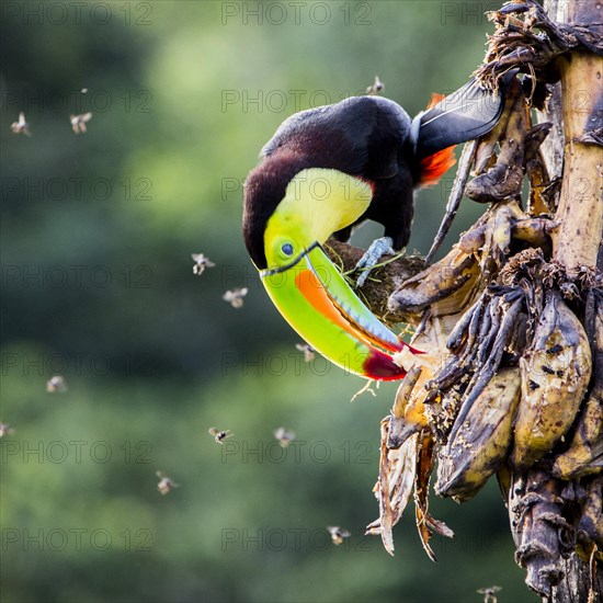 Keel-billed toucan (Ramphastos sulfuratus) Laguna del Lagarto