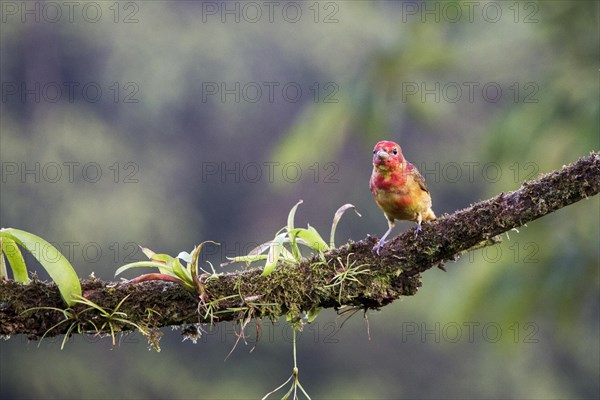 Summer tanager (Piranga rubra)