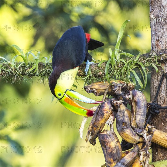 Keel-billed toucan (Ramphastos sulfuratus)