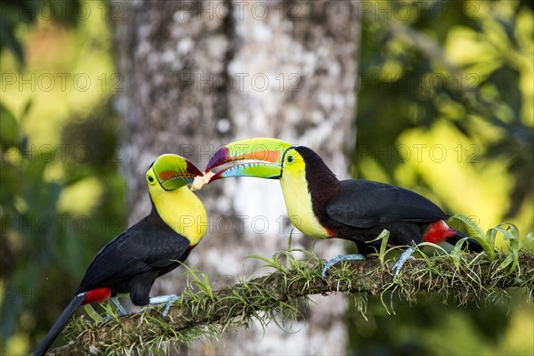 Keel-billed toucan (Ramphastos sulfuratus)