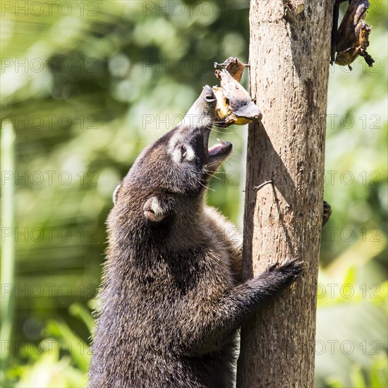 White-nosed coati (Nasua narica) Laguna del Lagarto