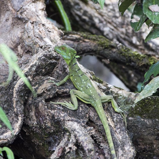 Emerald Basilisk