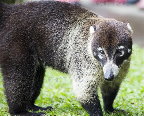 White-nosed Coati (Nasua narica) Near Vulcan Arenal