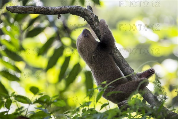 Hoffmann's Two-toed Sloth (Choloepus hoffmanni)