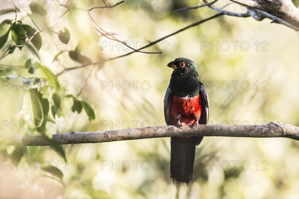 Black-tailed Trogon (Trogon melanurus) sitting on branch