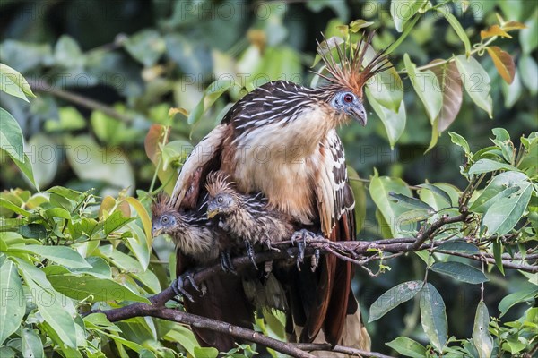 Hoatzin (Opisthocomus hoazin)