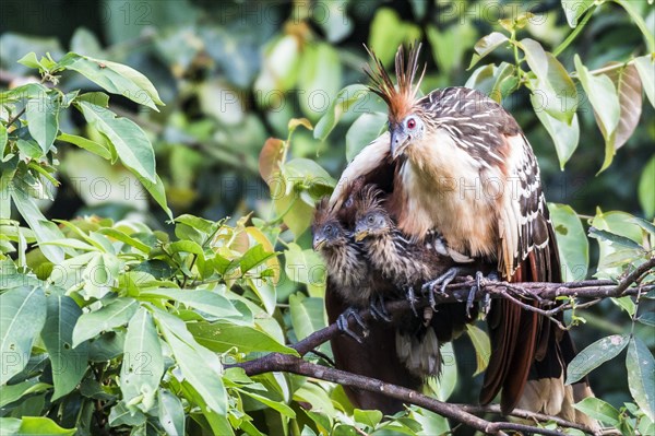 Hoatzin (Opisthocomus hoazin)