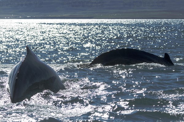 Humpback whales (Megaptera novaeangliae) diving