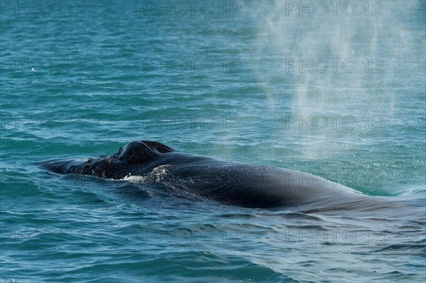 Humpback Whale (Megaptera novaeangliae) blowing