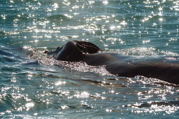 Blowhole of a humpback whale (Megaptera novaeangliae)