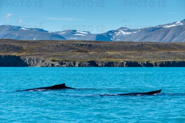 Swimming humpback whales (Megaptera novaeangliae)