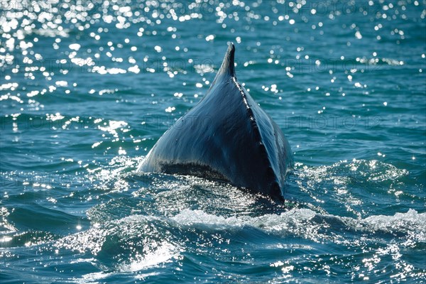 Humpback whale (Megaptera novaeangliae) diving