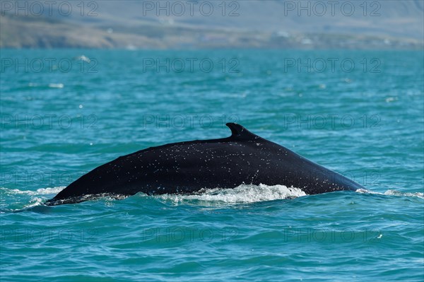 Humpback whale (Megaptera novaeangliae) diving