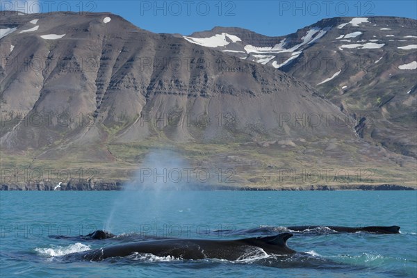 Humpback whales swimming and blowing