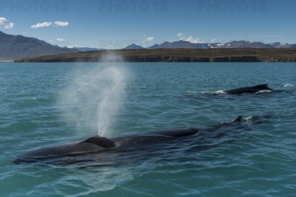 Humpback whales (Megaptera novaeangliae) swimming and blowing