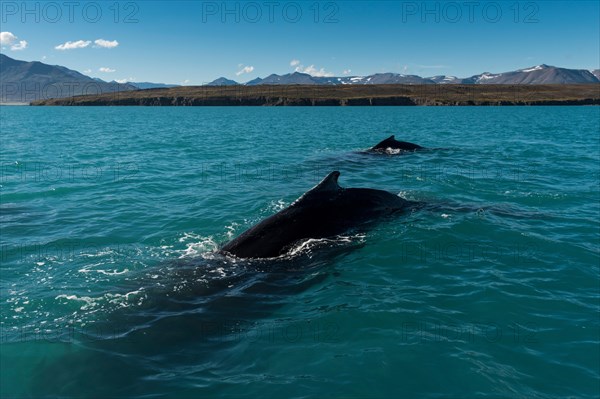 Humpback whales (Megaptera novaeangliae) swimming