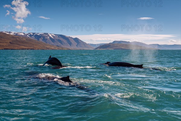 Humpback whales (Megaptera novaeangliae) swimming