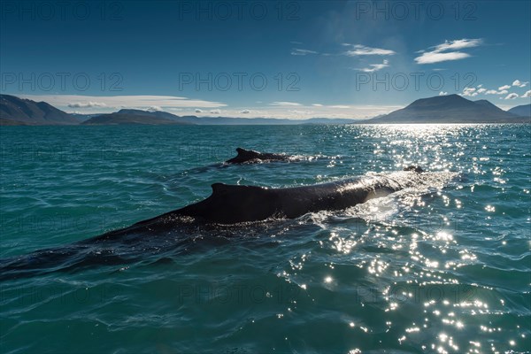 Humpback whales (Megaptera novaeangliae) swimming