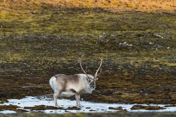 Svalbard reindeer (Rangifer tarandus platyrhynchus)