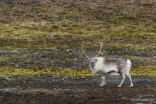 Svalbard reindeer (Rangifer tarandus platyrhynchus)