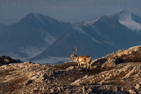 Svalbard reindeer (Rangifer tarandus platyrhynchus) in front of mountain scenery