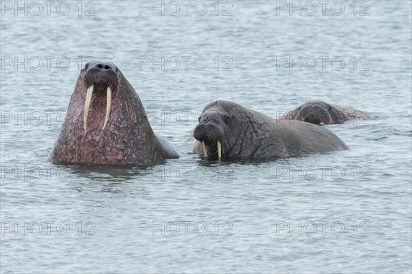 Walruses (Odobenus rosmarus) in water