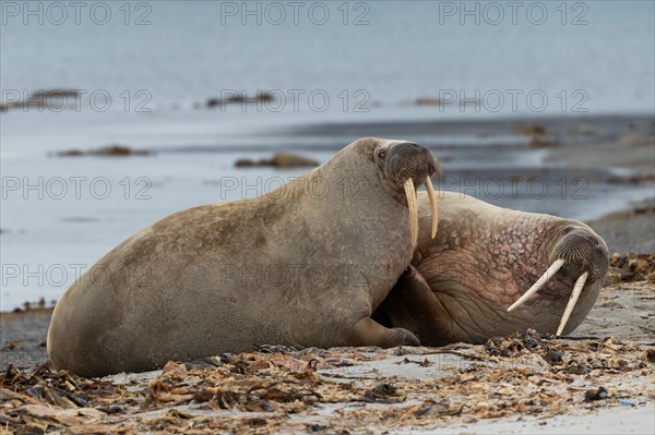 Two Walruses (Odobenus rosmarus)