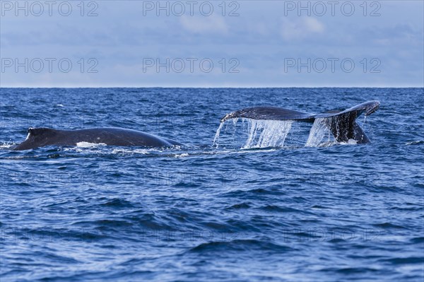 Two Humpback Whales (Megaptera Novaeangliae)