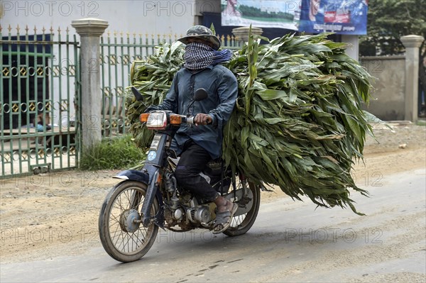 Man with moped and corn harvest on the luggage rack