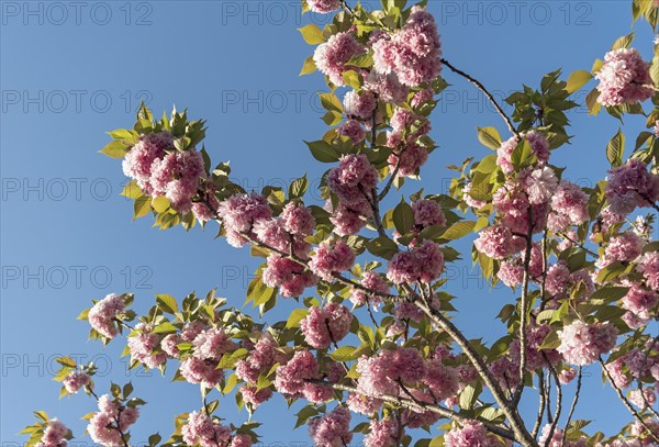 Close-up of flowers of sakura cherry tree in bloom