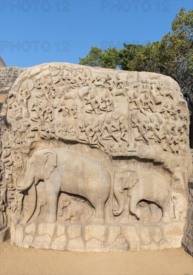 Close-up of elephants at Arjuna's Penance