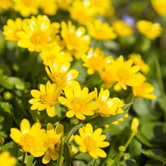 Lesser celandine (Ranunculus ficaria) in bloom