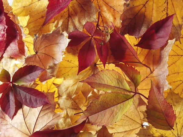 Virginia Creeper (Parthenocissus quinquefolia)