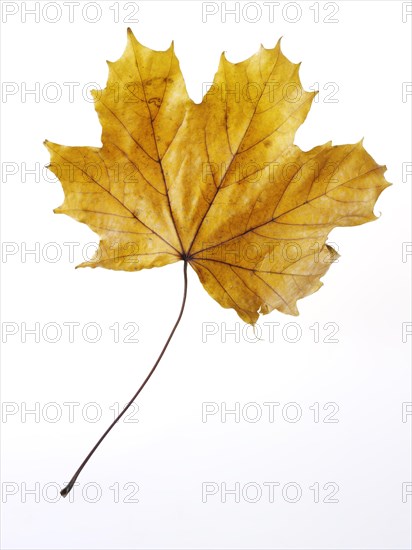 Sycamore Maple (Acer pseudoplatanus)