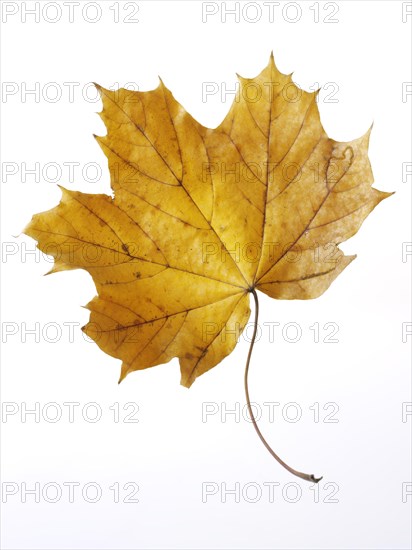 Sycamore Maple (Acer pseudoplatanus)