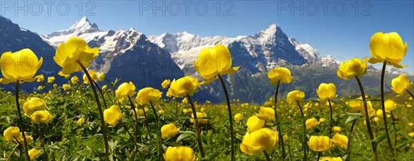 Globe Flowers (Trollius europaeus)