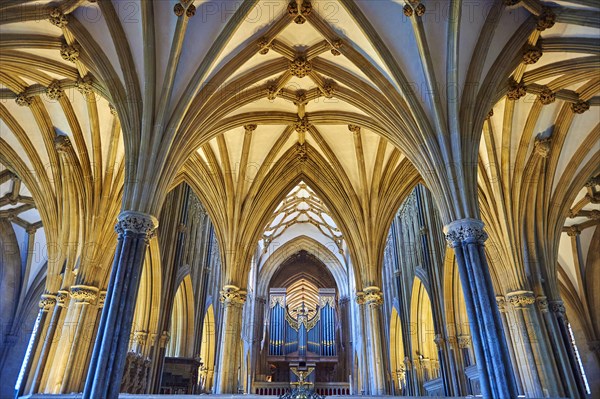 Interior and organ