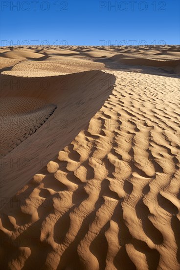 Sand dunes of Grand Erg Oriental near the oasis of Ksar Ghilane