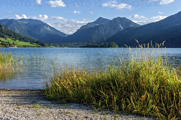 Reed (Phragmites australis) on Schliersee lakeside