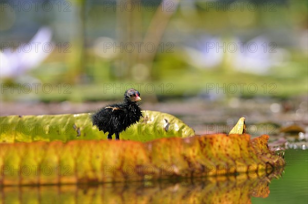 Common Moorhen (Gallinula chloropus)