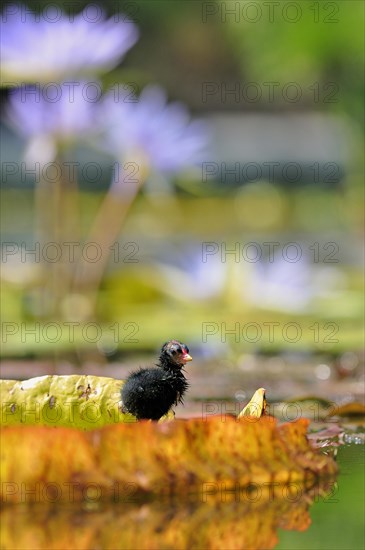 Common Moorhen (Gallinula chloropus)