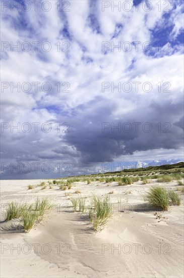 Coastal dune landscape the North Sea island of Juist