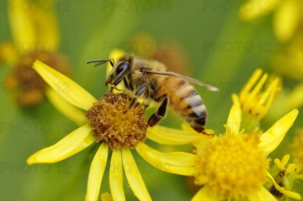 Bee (Apis) sits on lower of Common Ragwort (Senecio jacobaea)