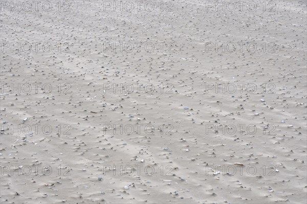 Sand drifts with broken mussels on the beach of the North Sea island of Juist